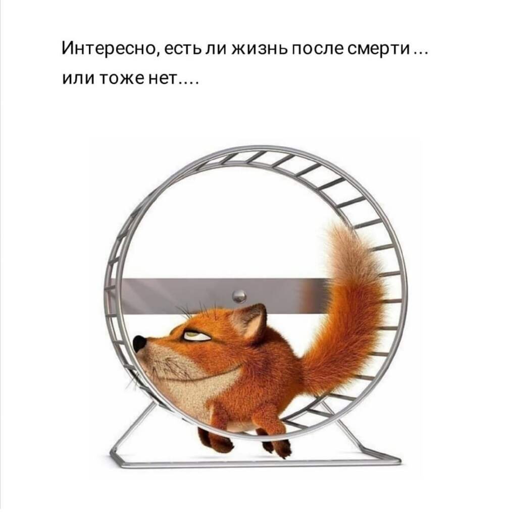 Белка в колесе