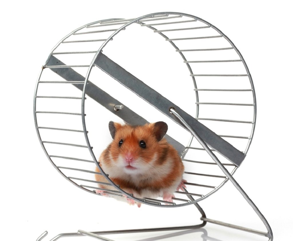 Колесо для хомяка джунгарика