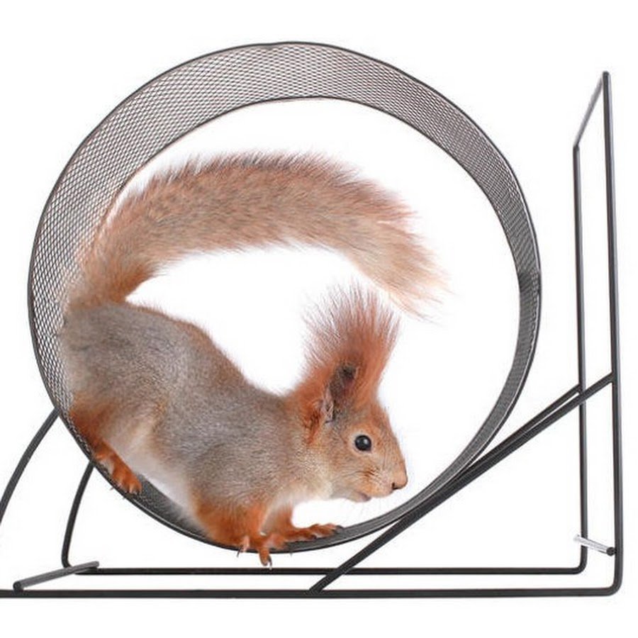 Белка в колесе