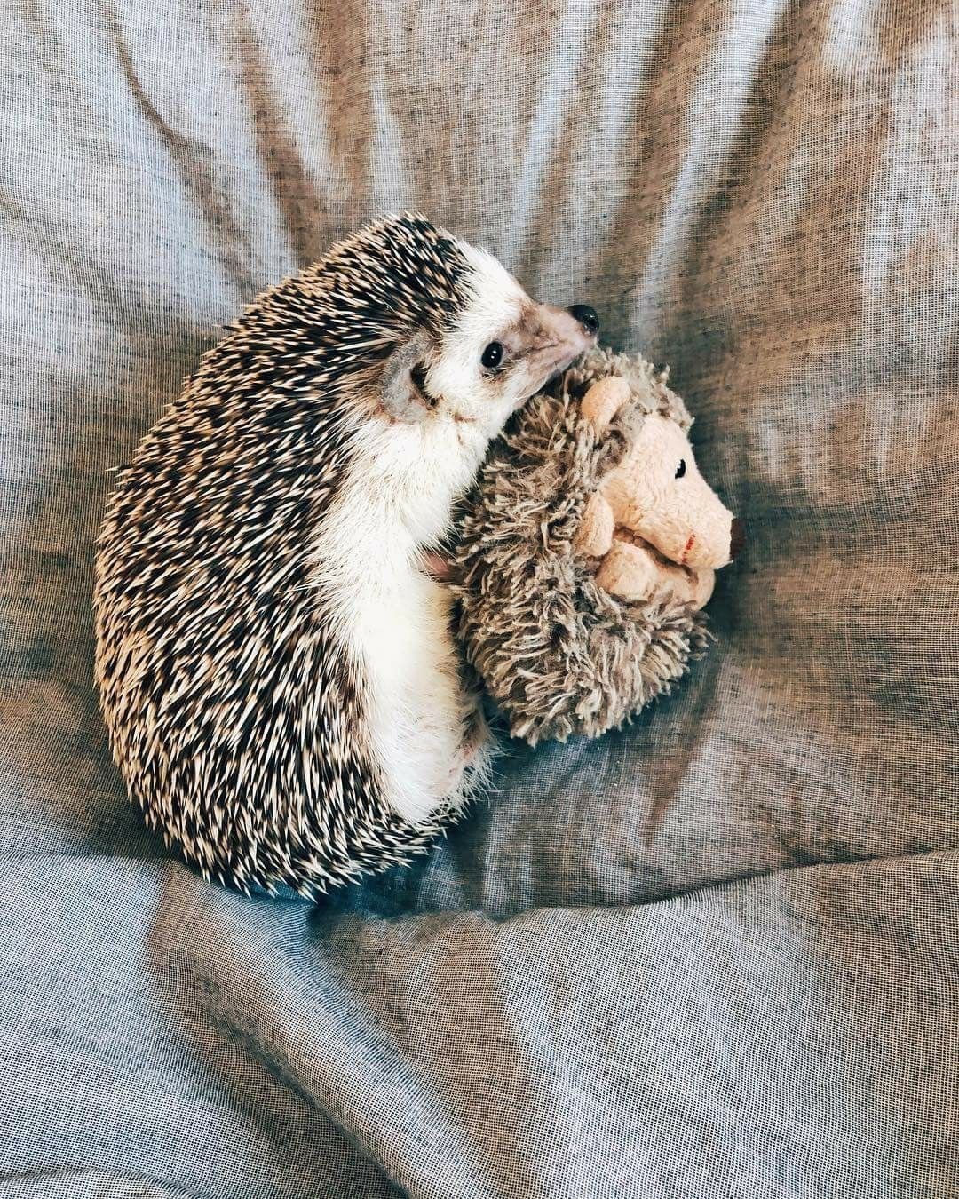 Ежики обнимаются