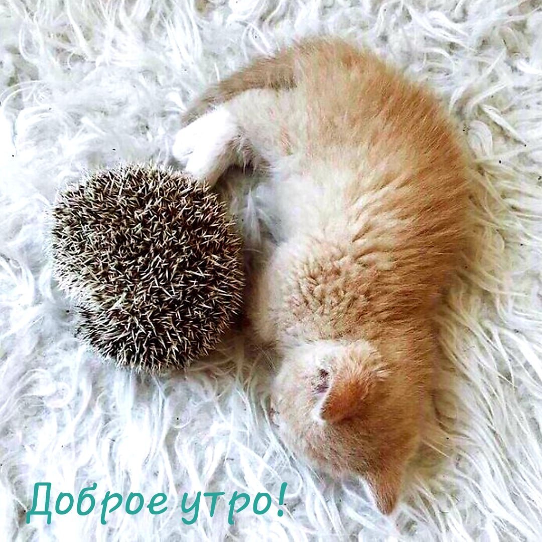 Спящий Ежик