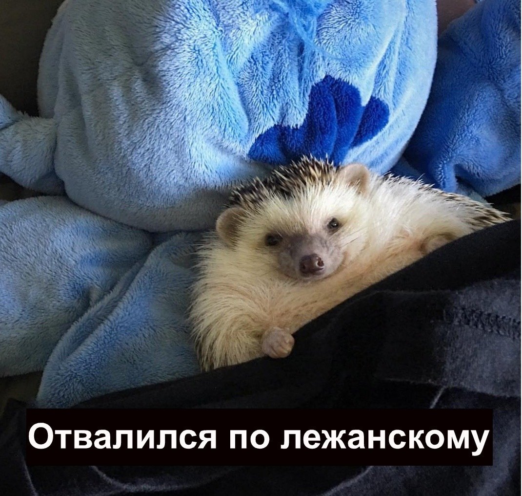 Спящий Ежик