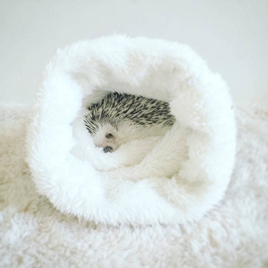 Ежик свернулся