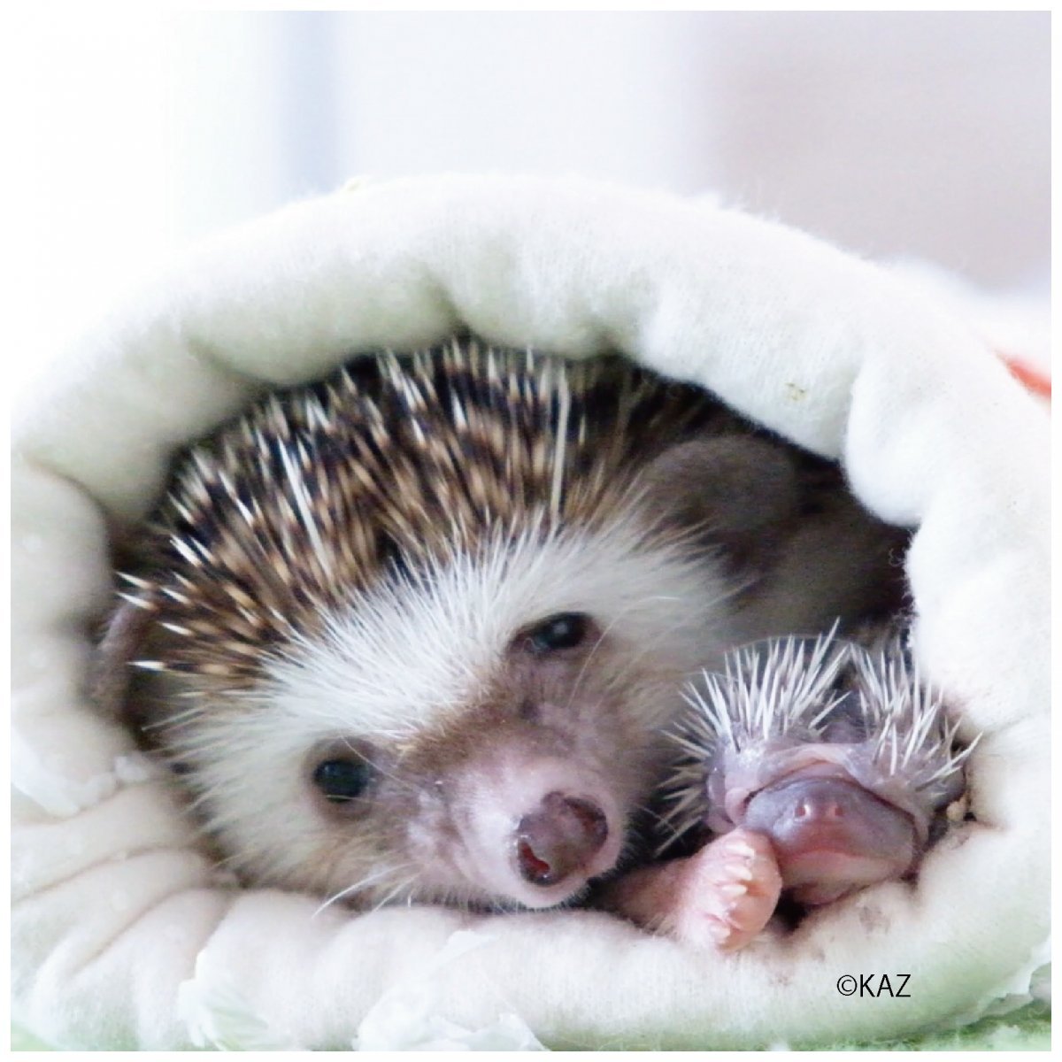 Спокойной ночи Ежик