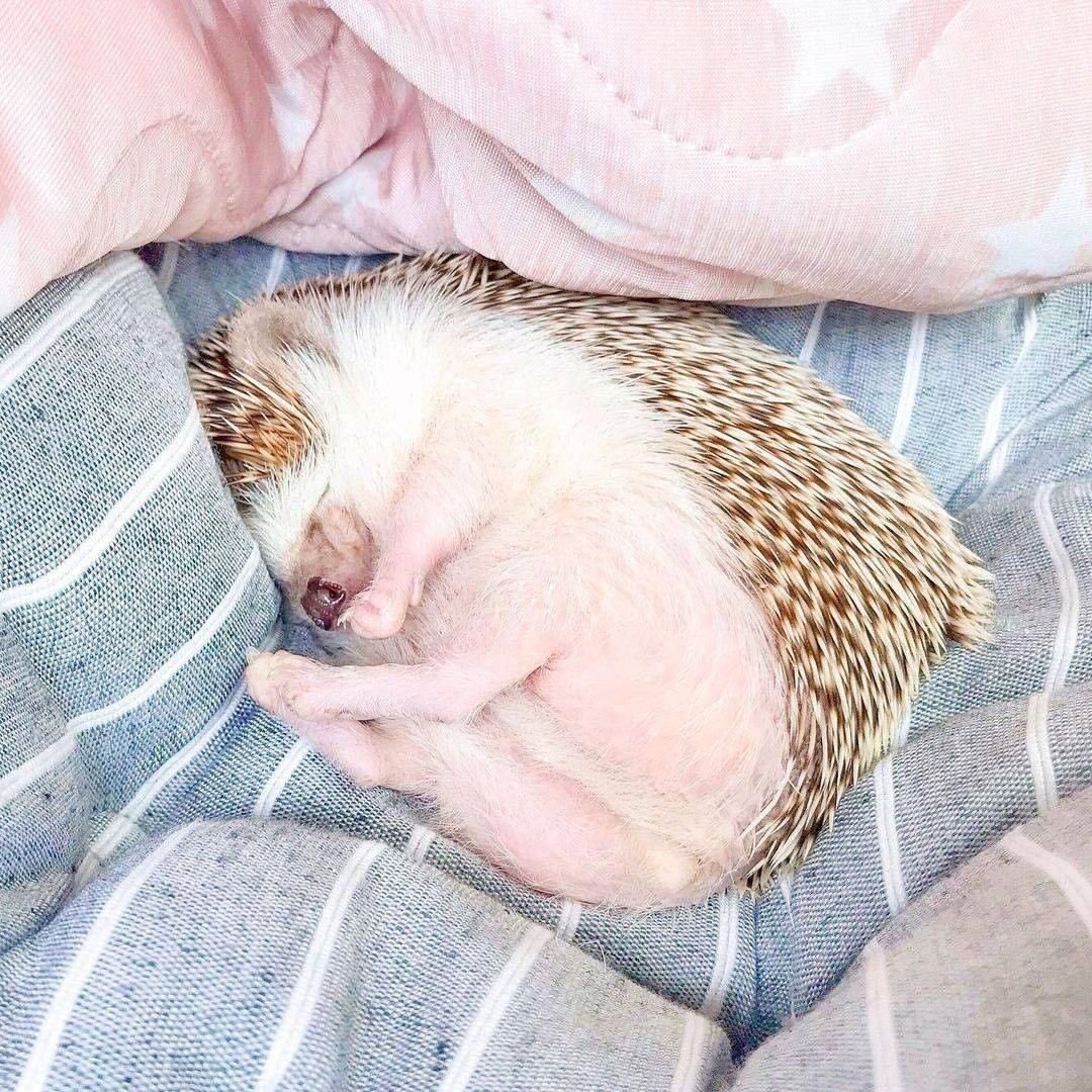 Спящий Ежик