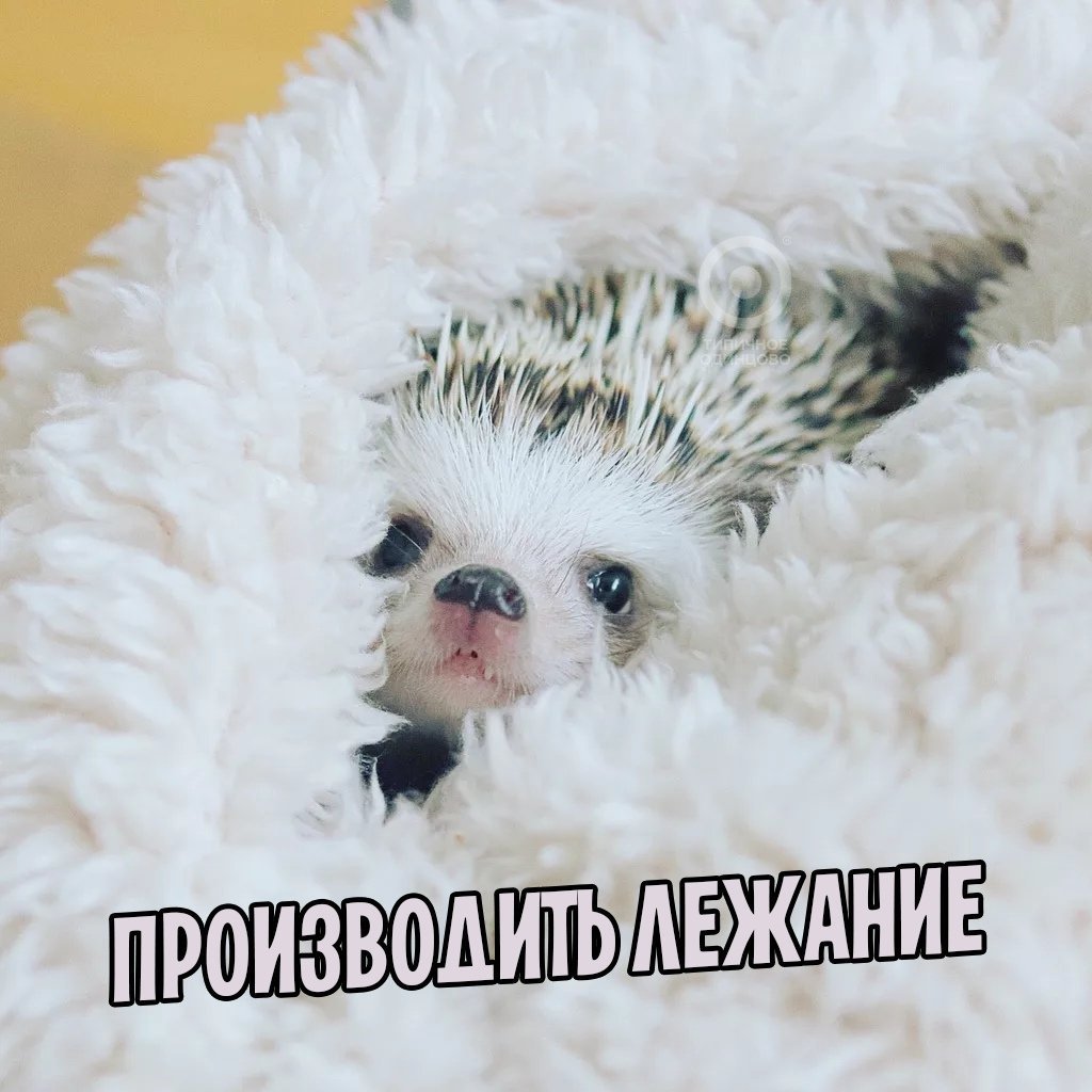 Ежик проснулся