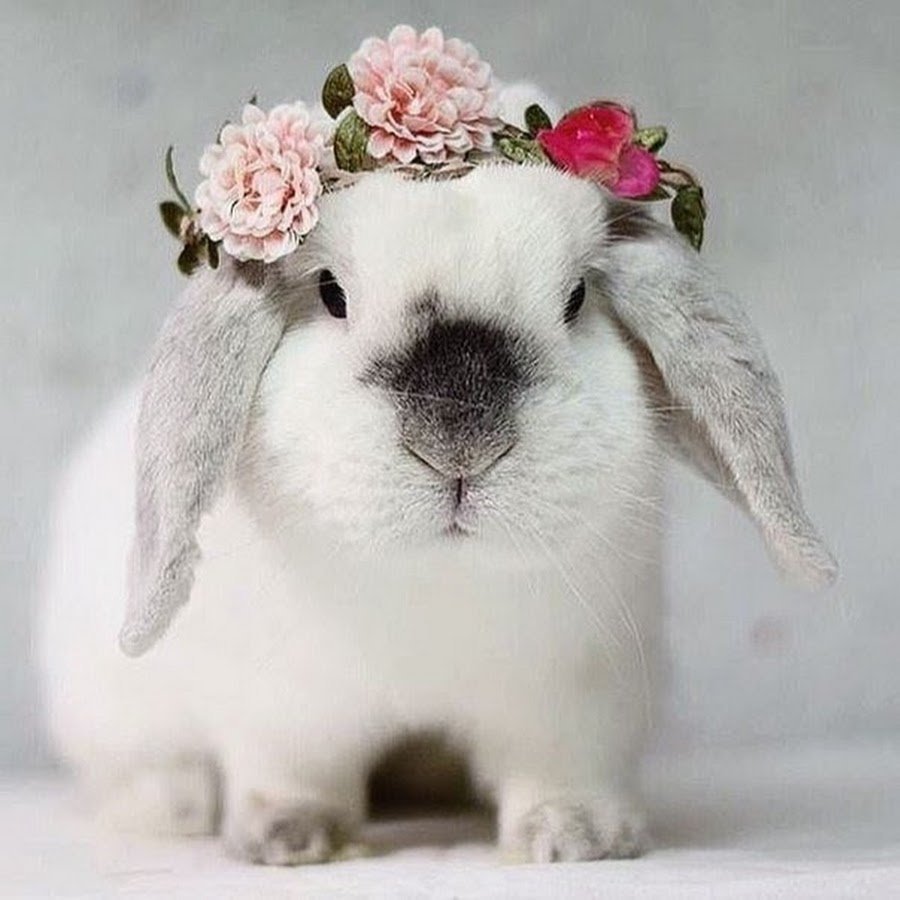 Литтл раббит