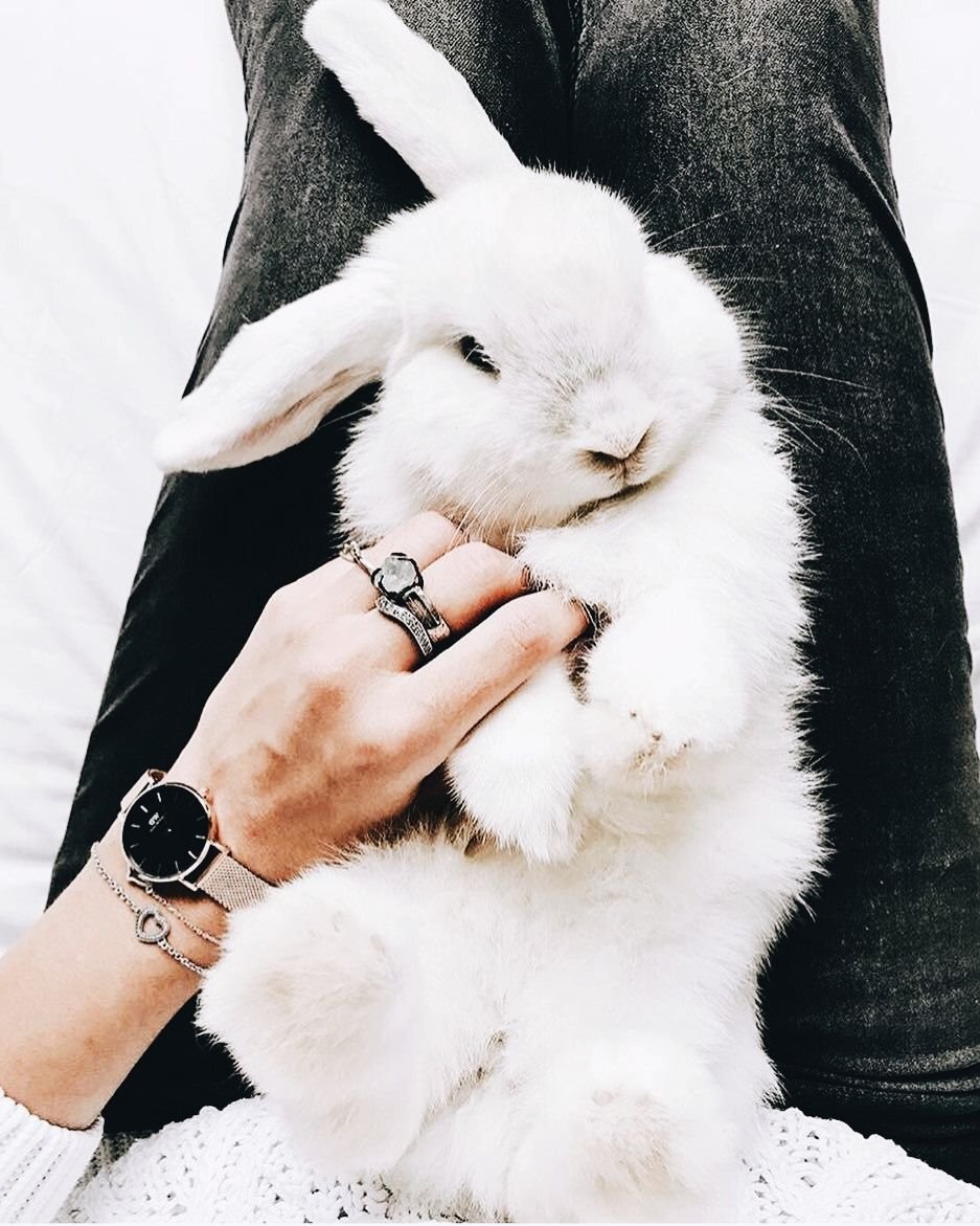 Необычные кролики