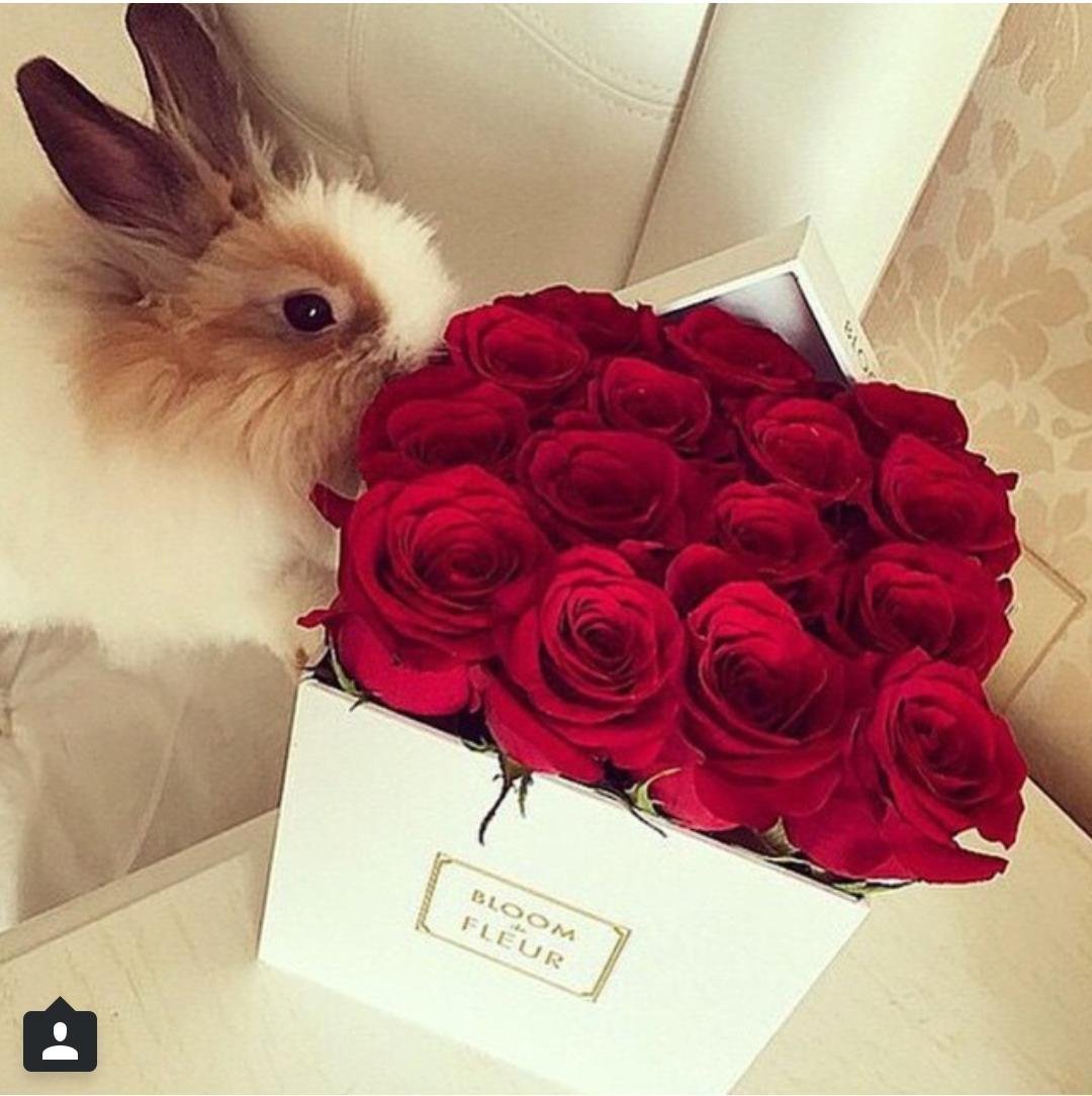 Ангорский вислоухий кролик