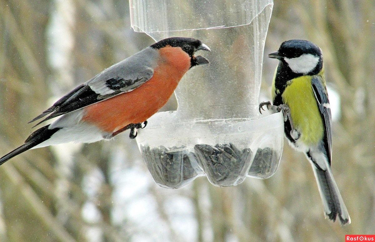 Снегирь и синица