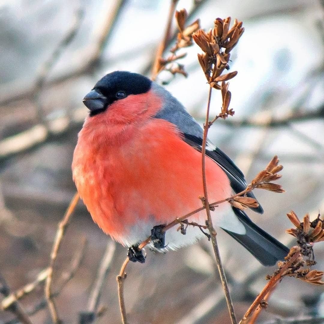 Бурый Снегирь