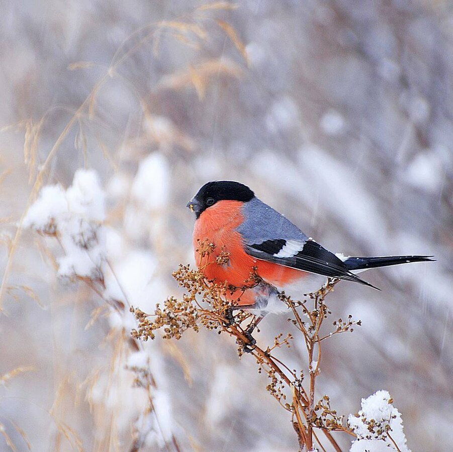 Снегирь Перелетная птица