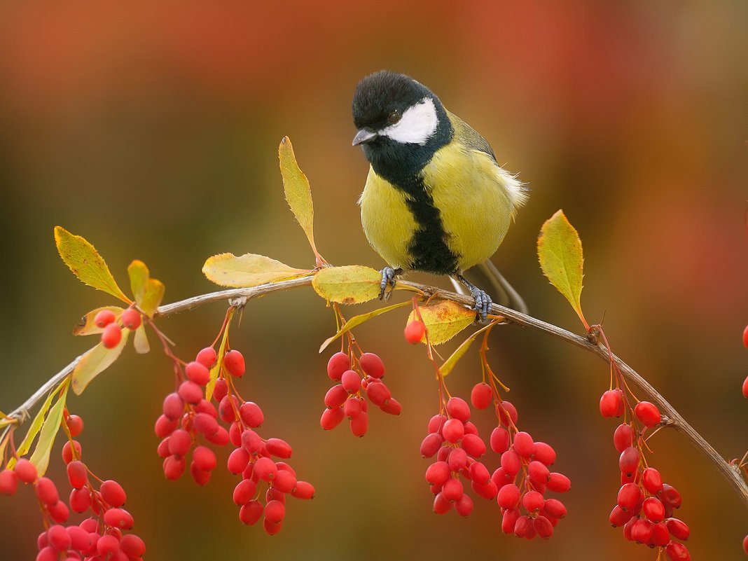 Снегирь и синица
