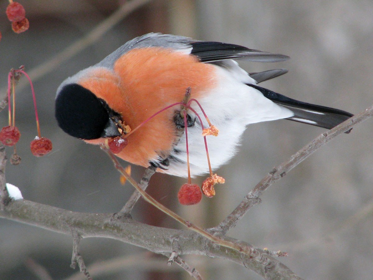 Снегирь кочующая птица