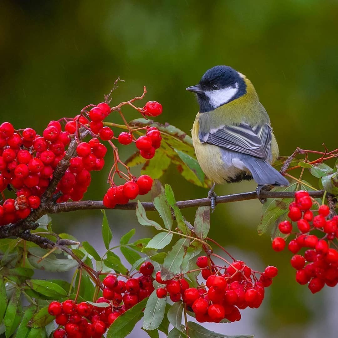 Забавные Снегири