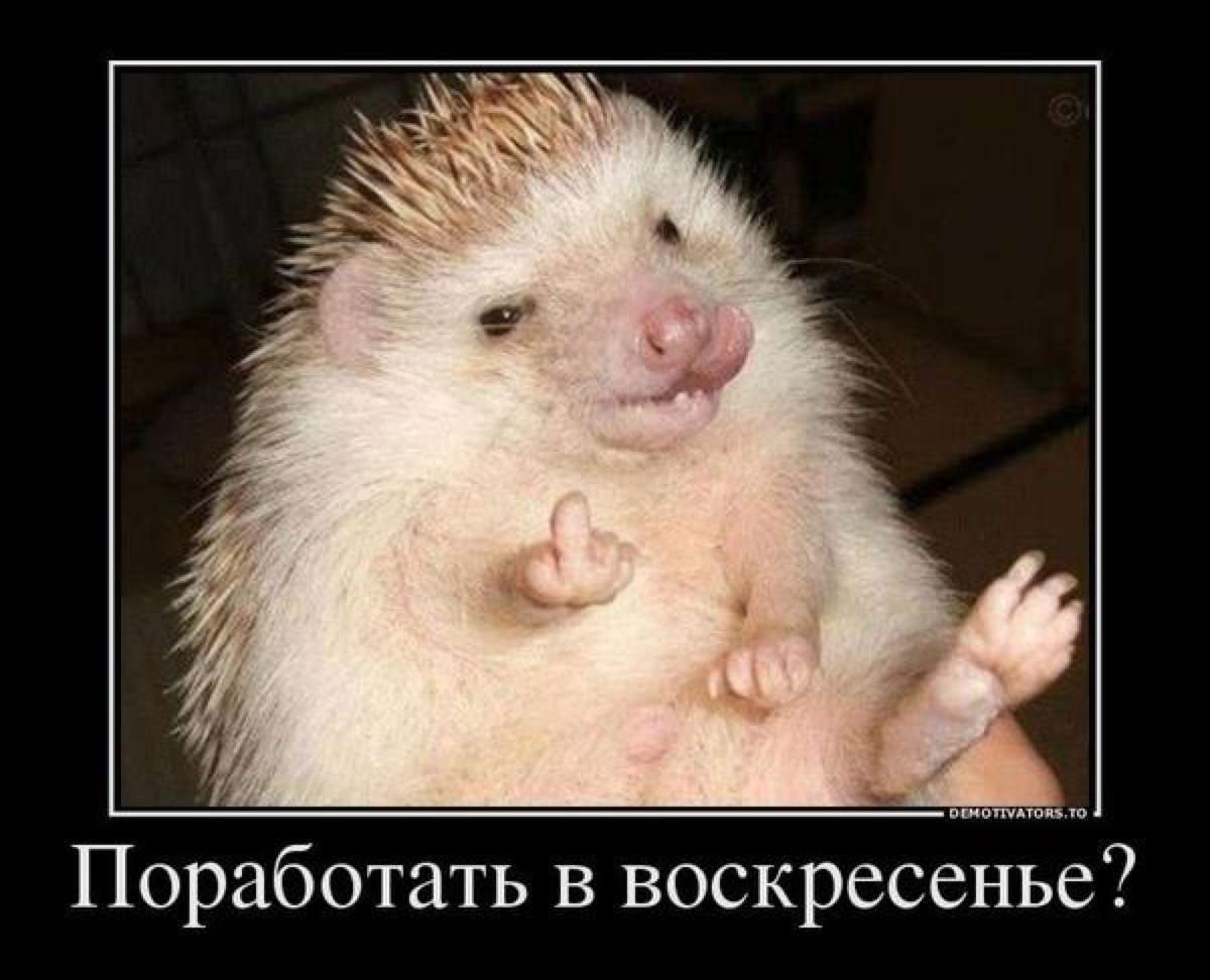 Демотиваторы с ежиками