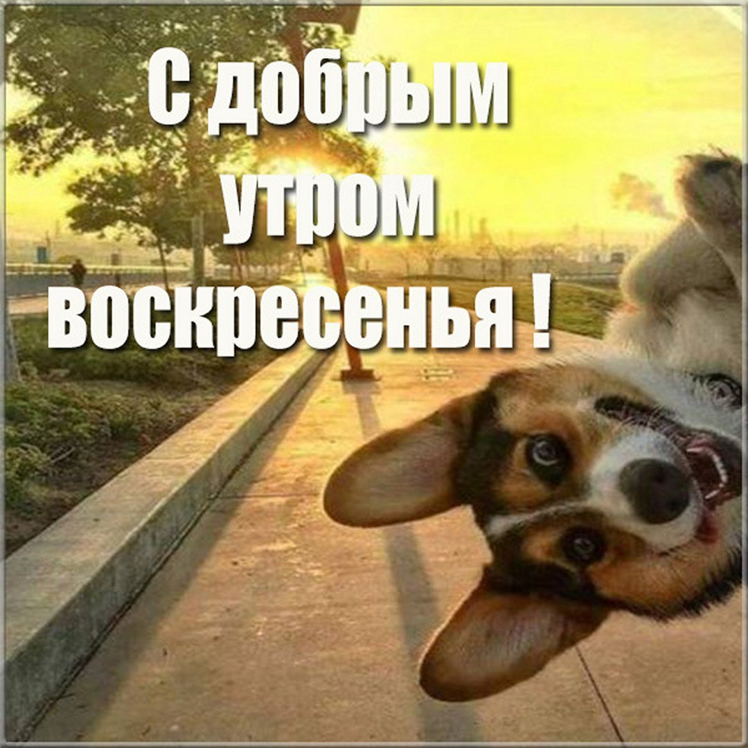 Доброе утро юмор