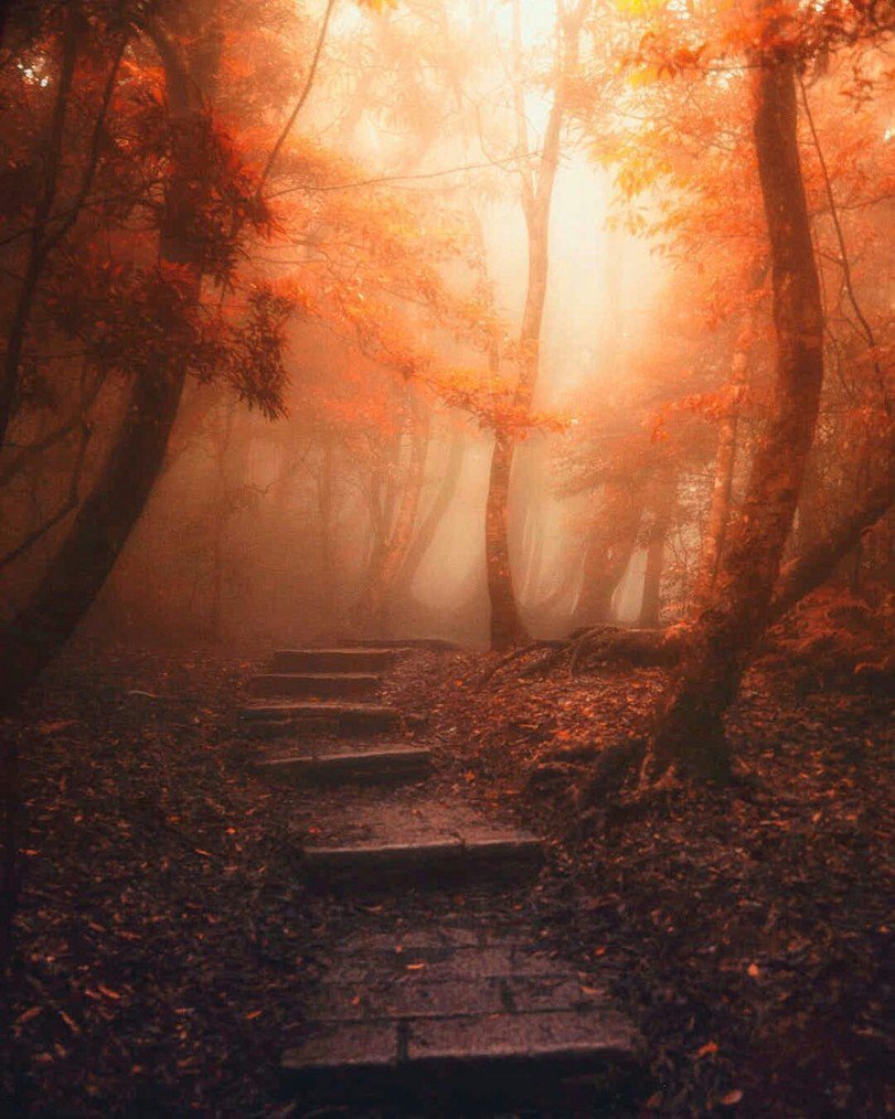 Туманный осенний лес