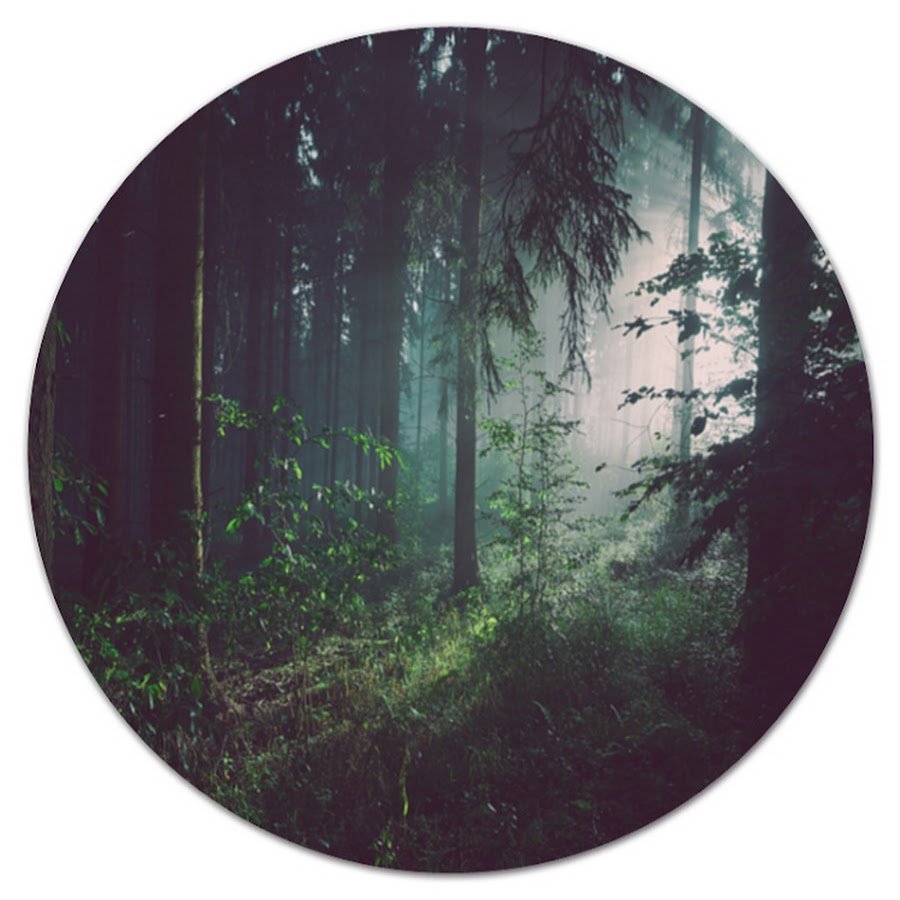 Лес в круге