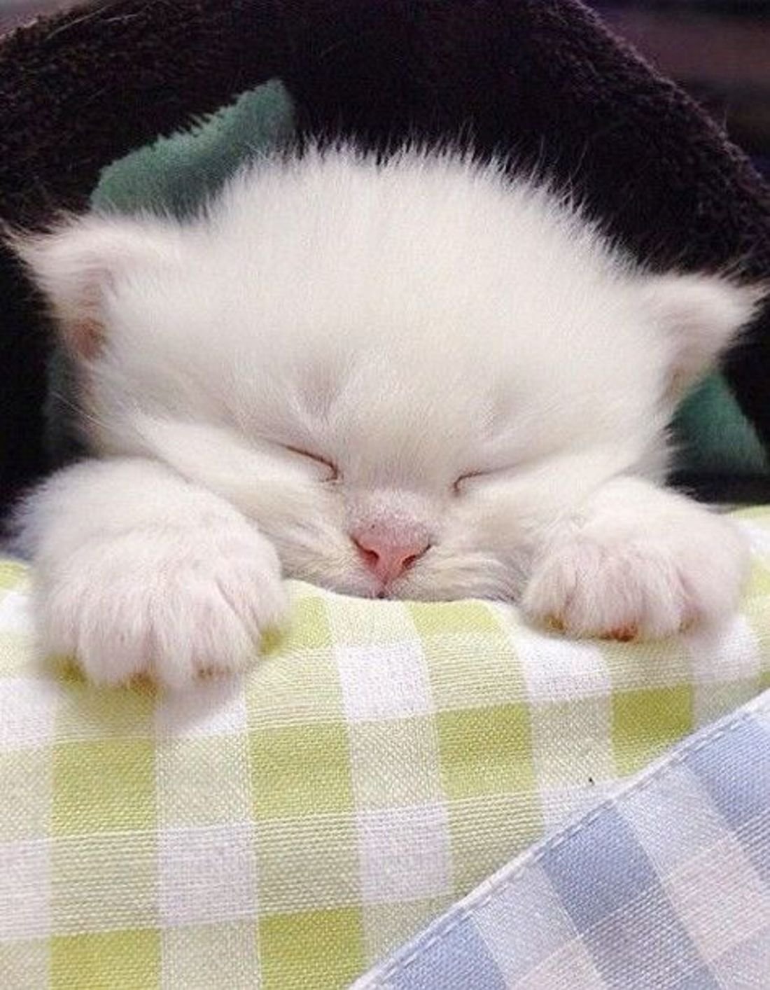 Милые спящие котята