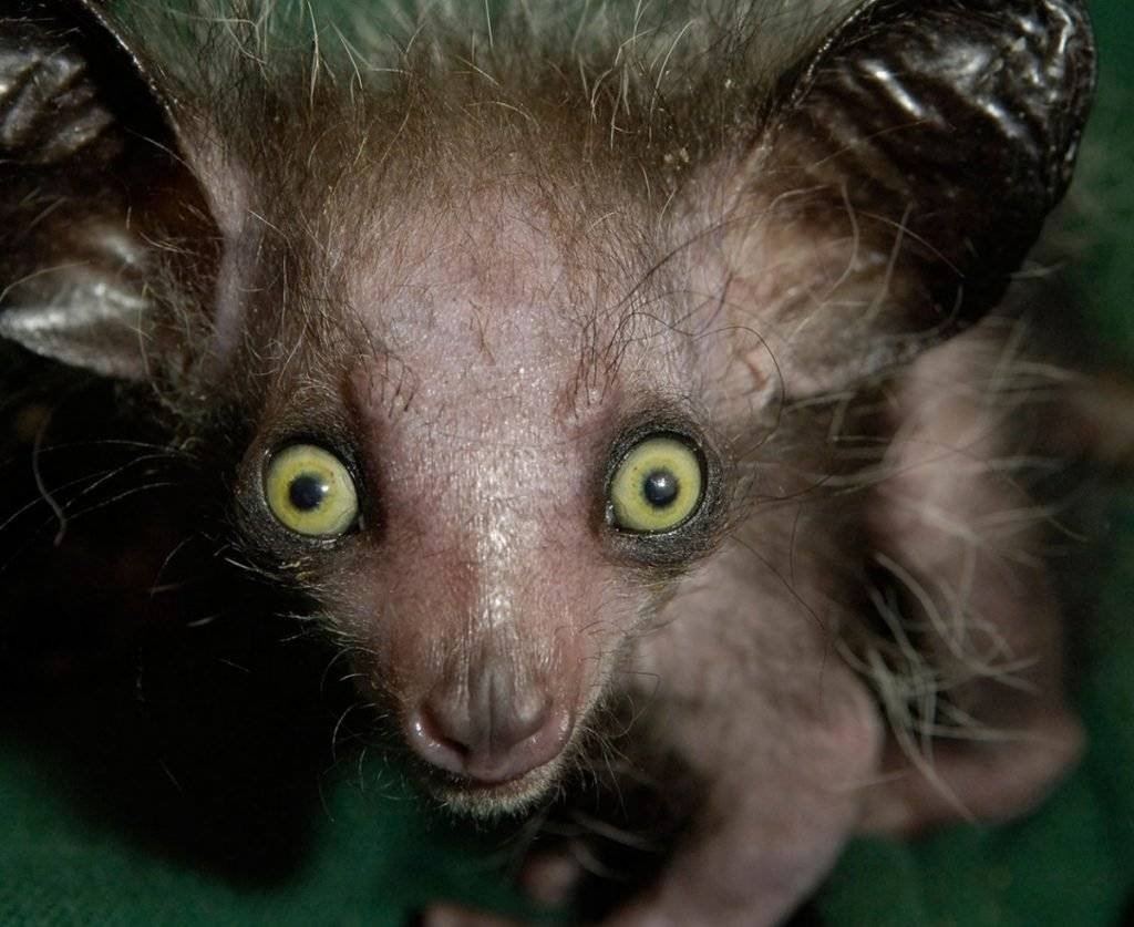 Доппельгангер Лавкрафт