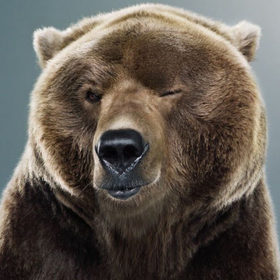 Мишка на аву