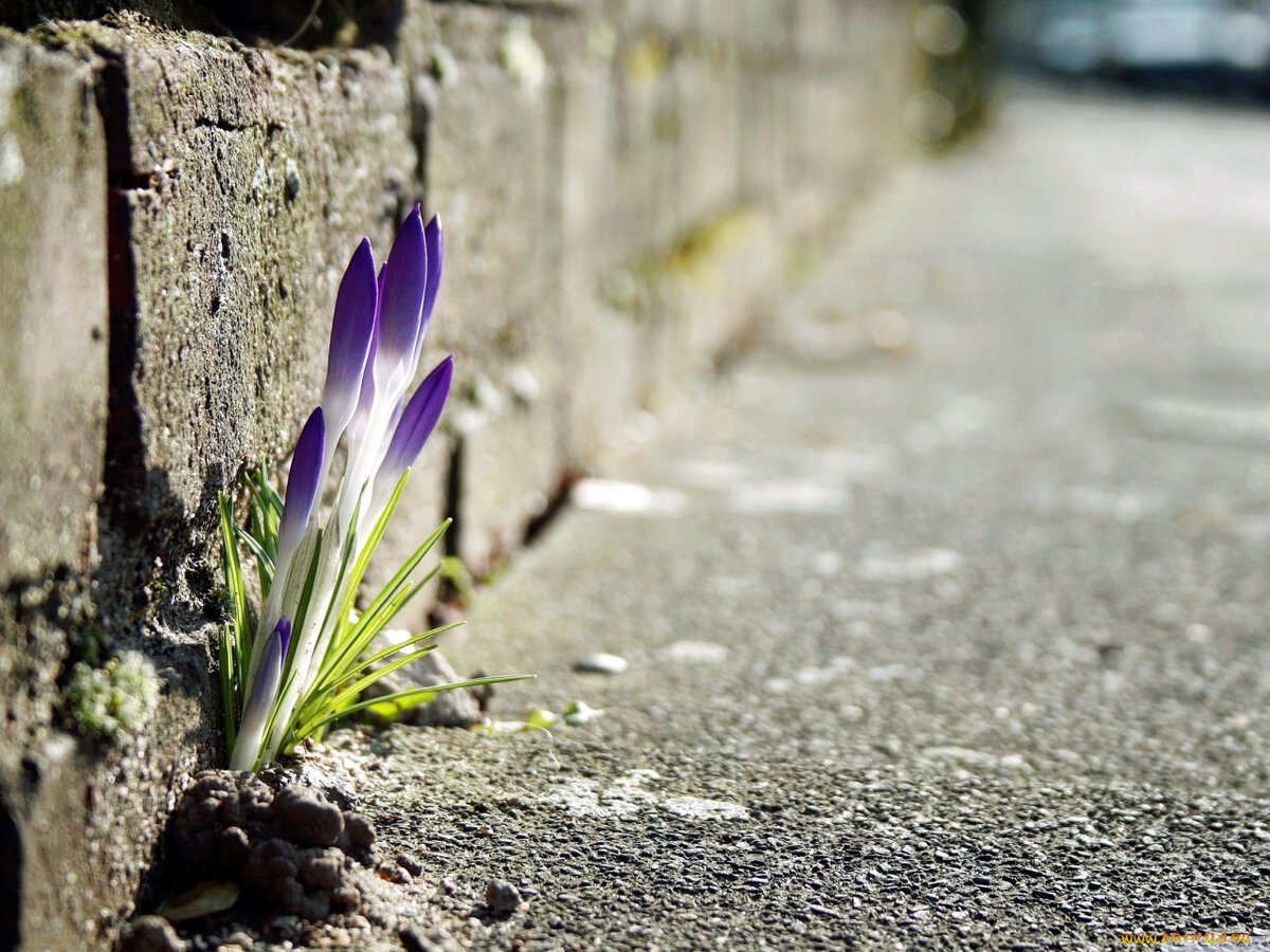 Цветок среди камней