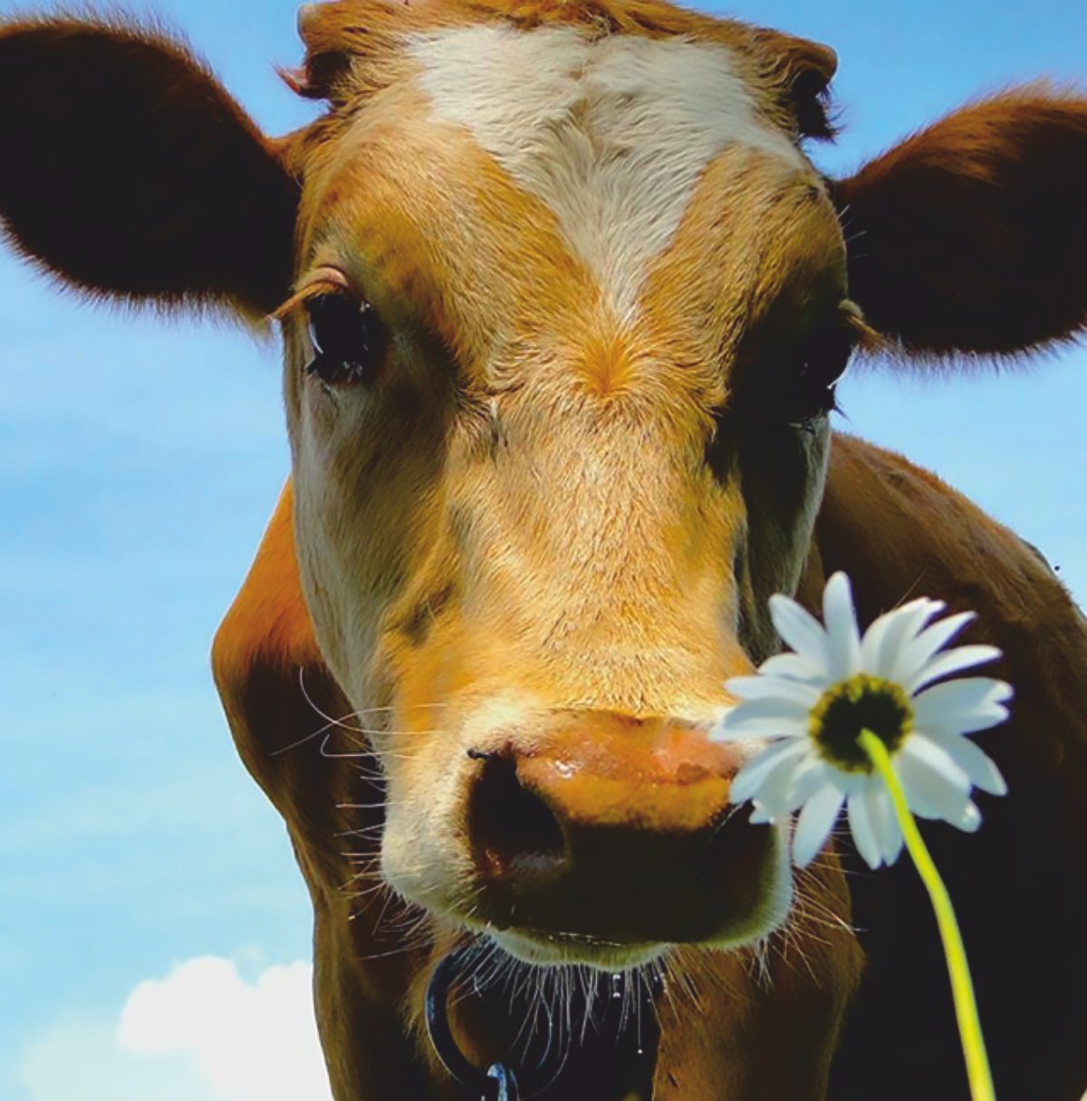 Глупая корова