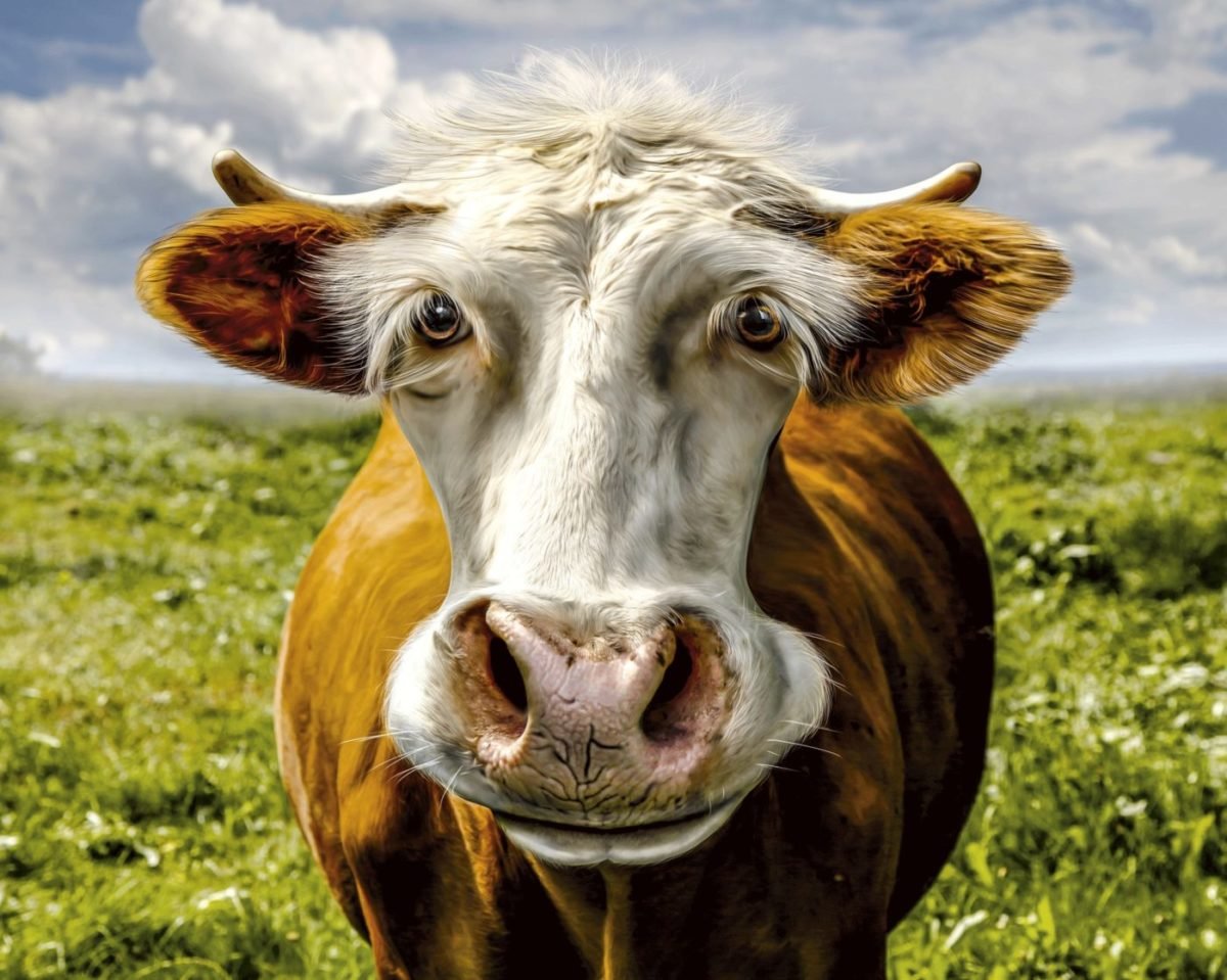 Постер корова