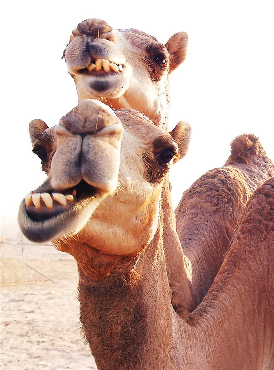 Верблюд с мешками