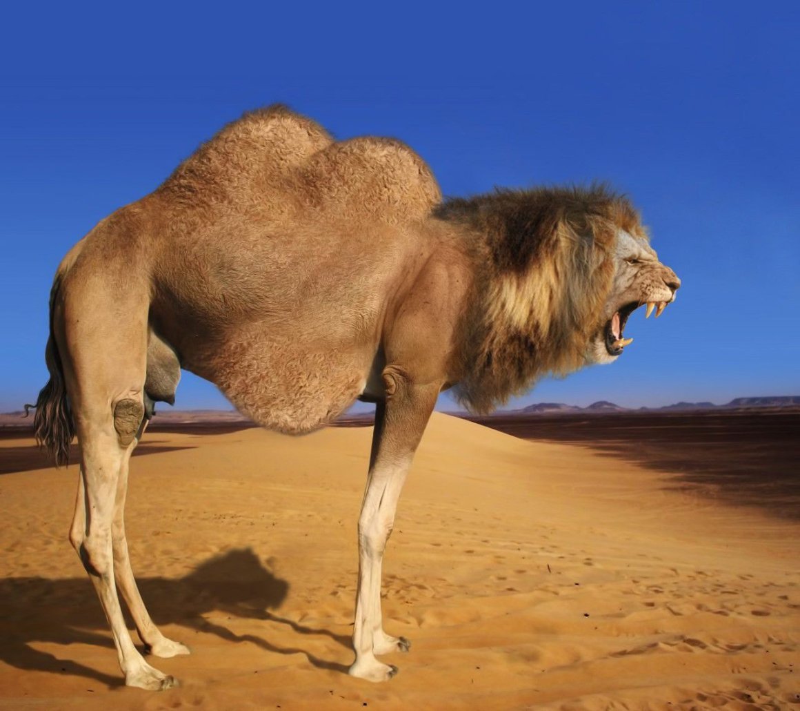 Лысый верблюд
