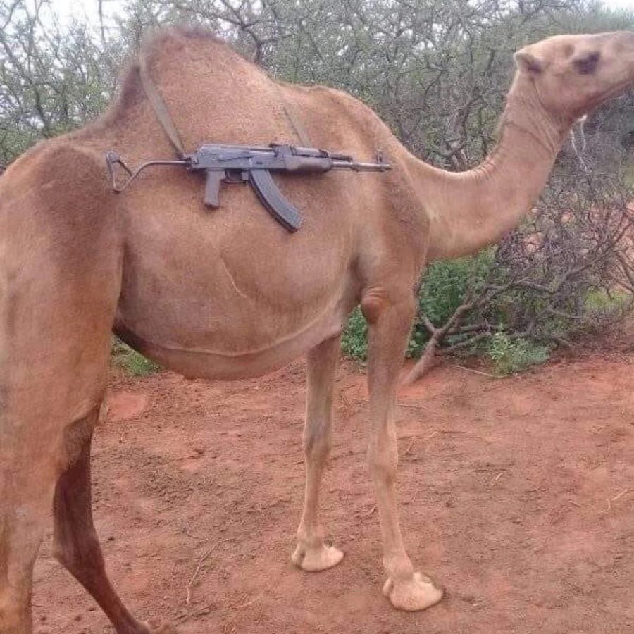 Зубы верблюда картинки