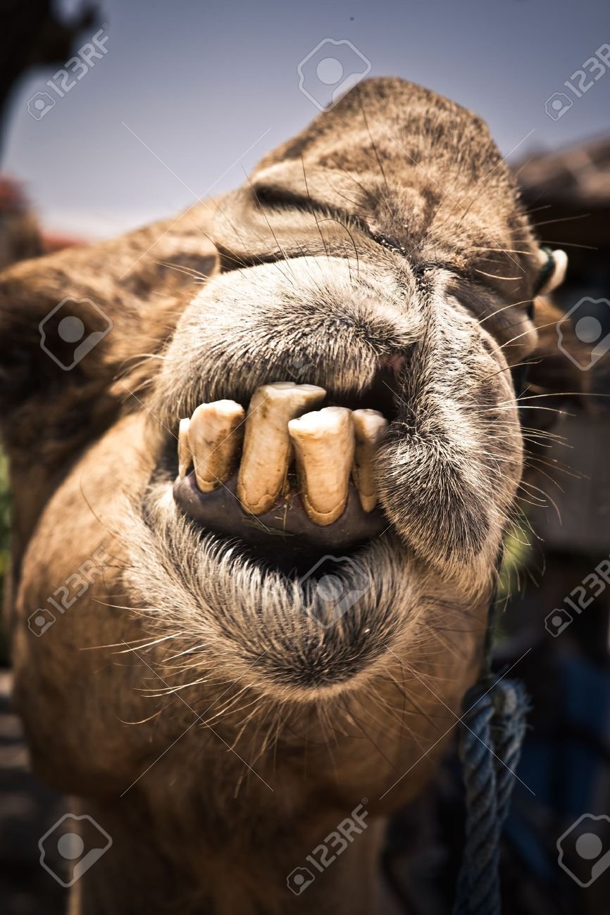 Милые Верблюды