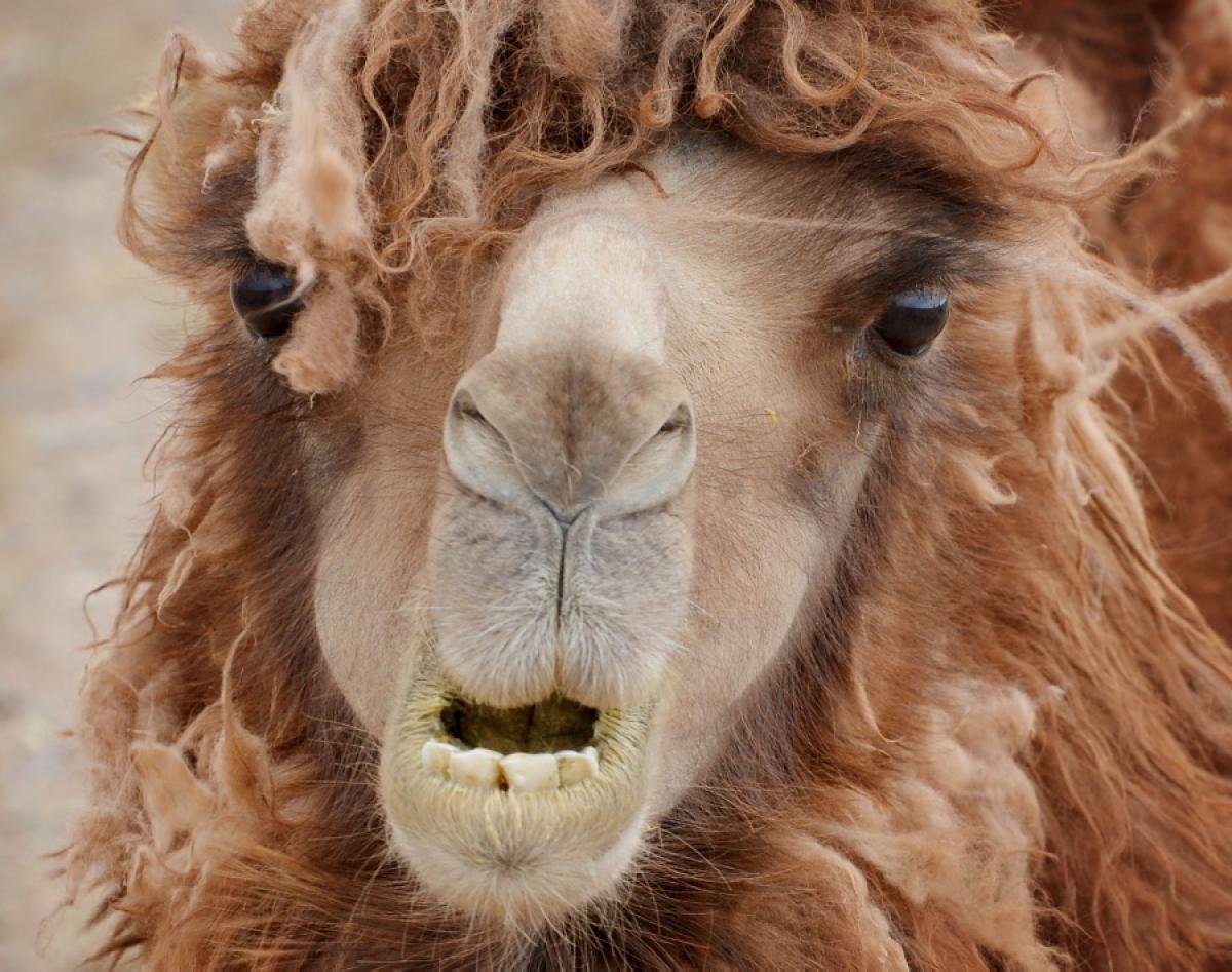 Альпака, вид ламы