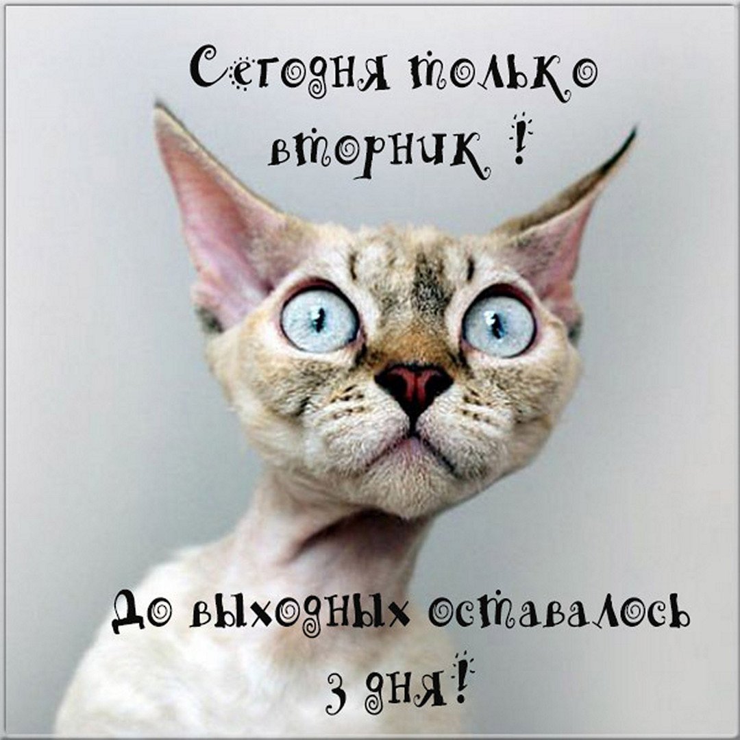 Доброе утречко вторника