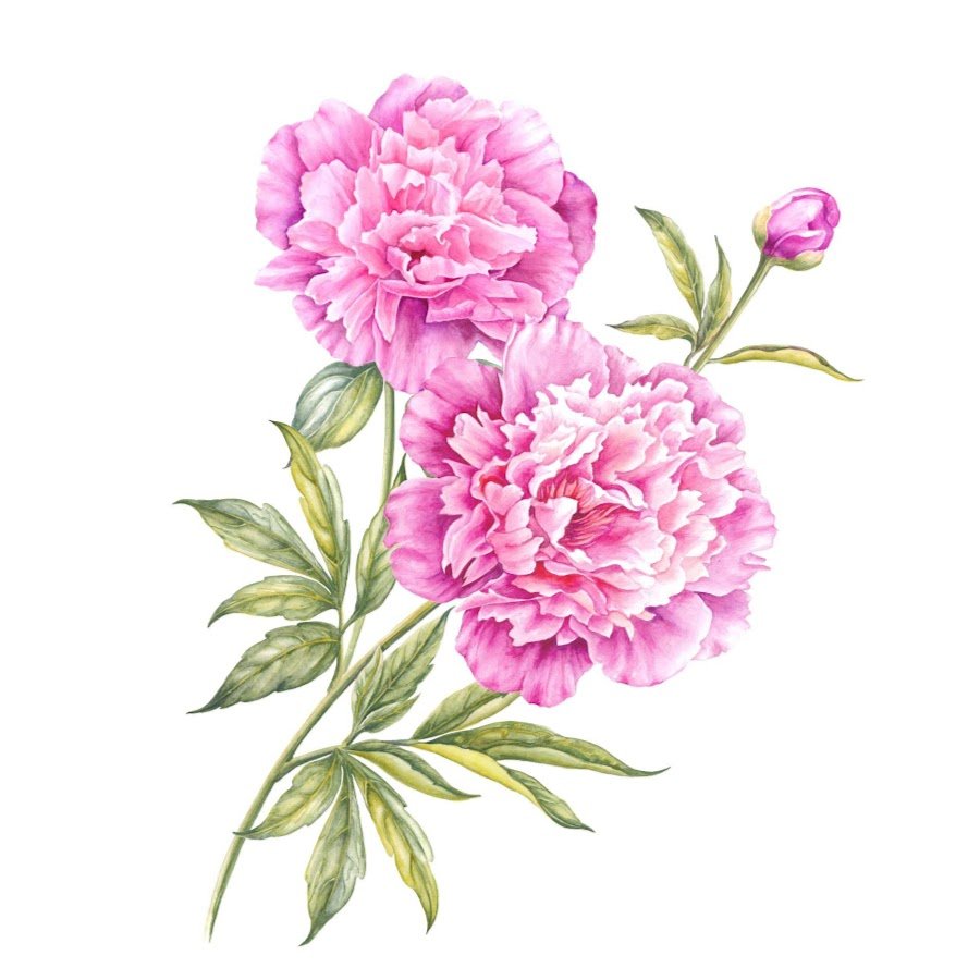 Шоу пин пион технология рисунка