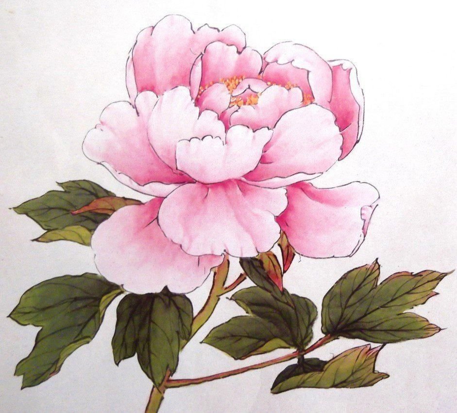 Листья пиона акварель