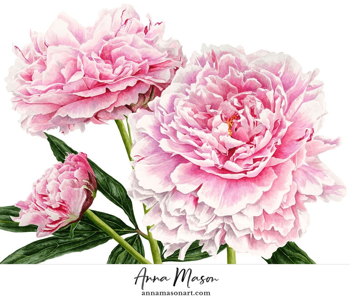 Сайденхэм Эдвардс пионы Ботаническая иллюстрация