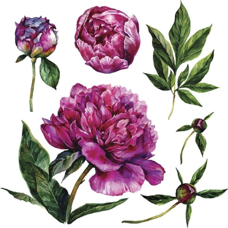 Пудровые пионы акварель