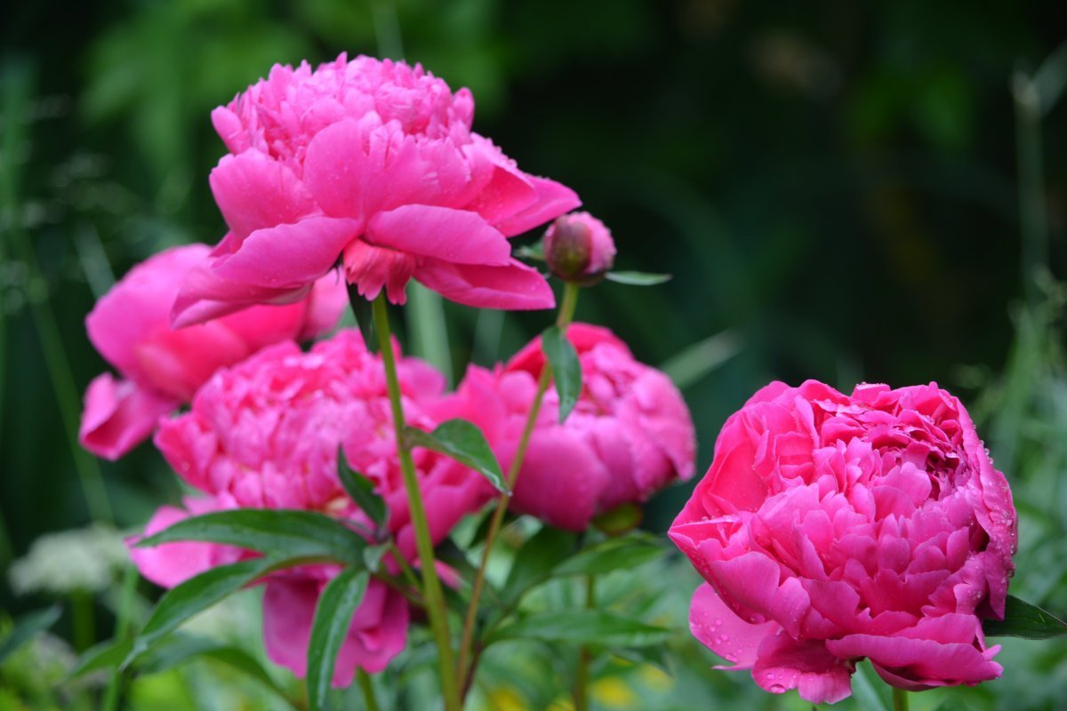 Пионы вектор