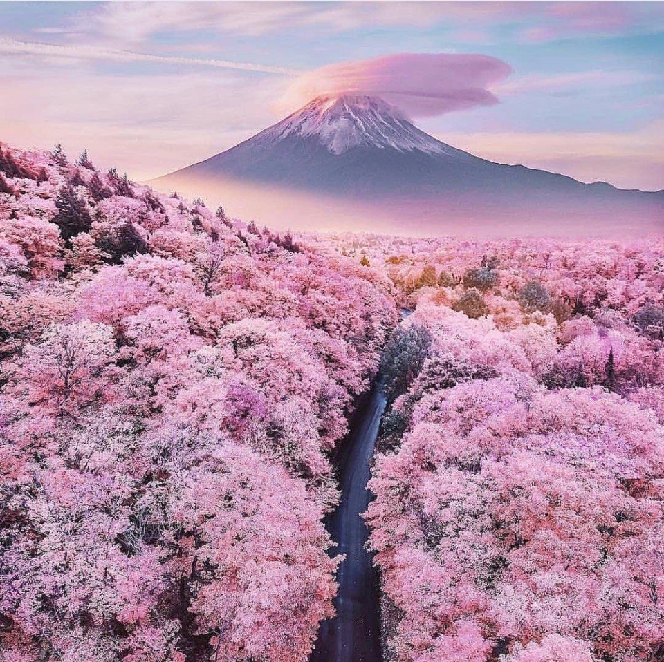 Гора Фудзияма и Сакура