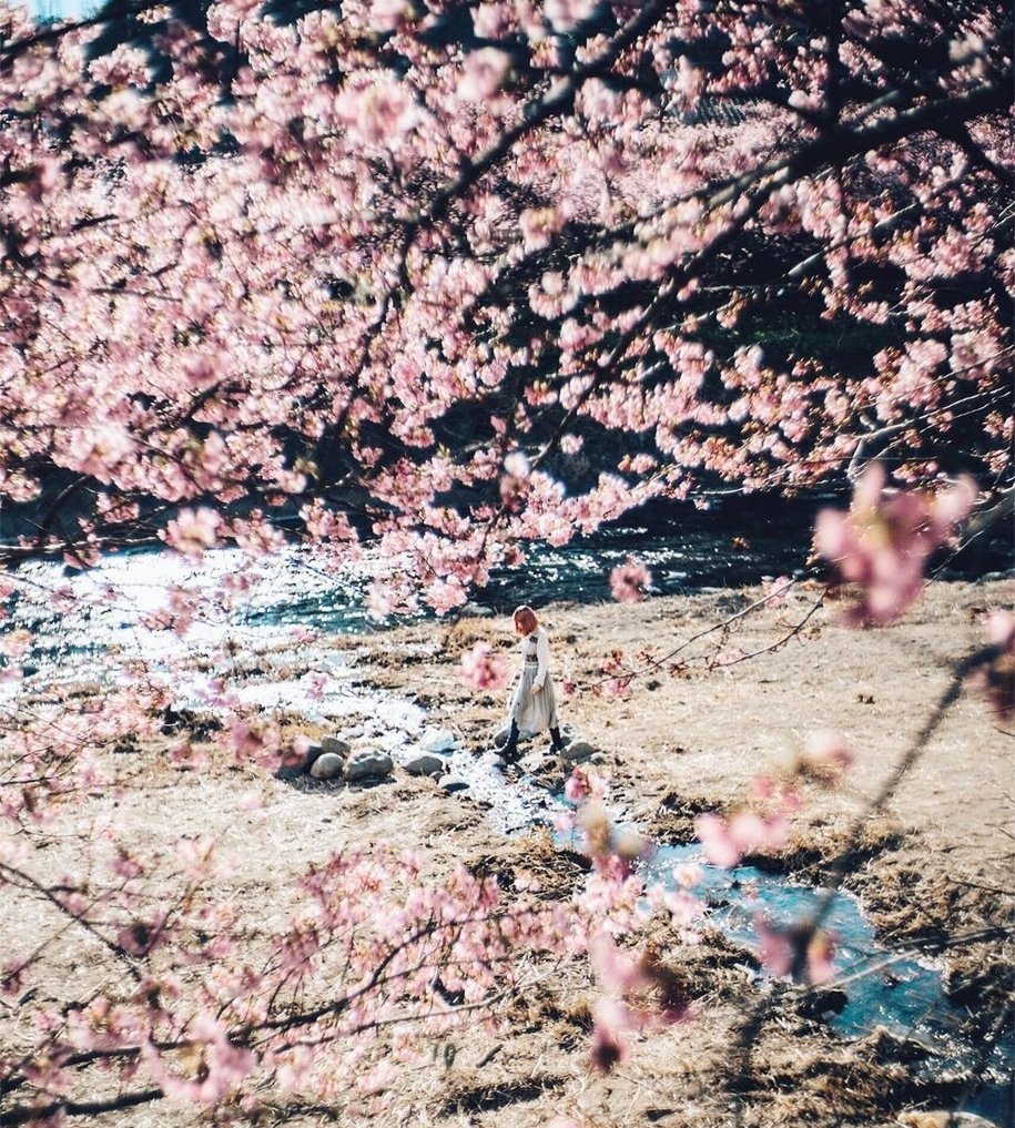 В Японии зацвела первая Сакура