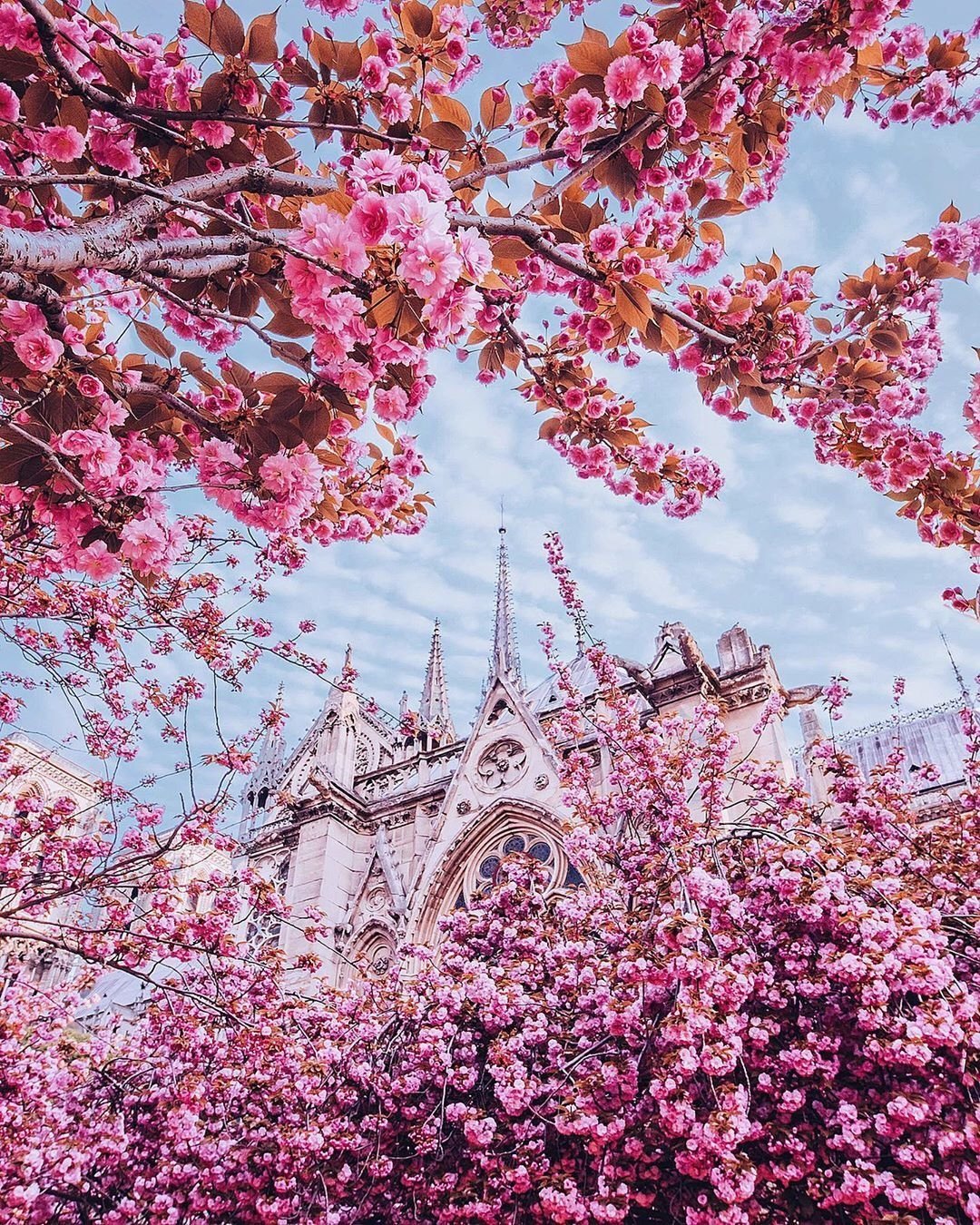 Цветение Сакуры в Париже