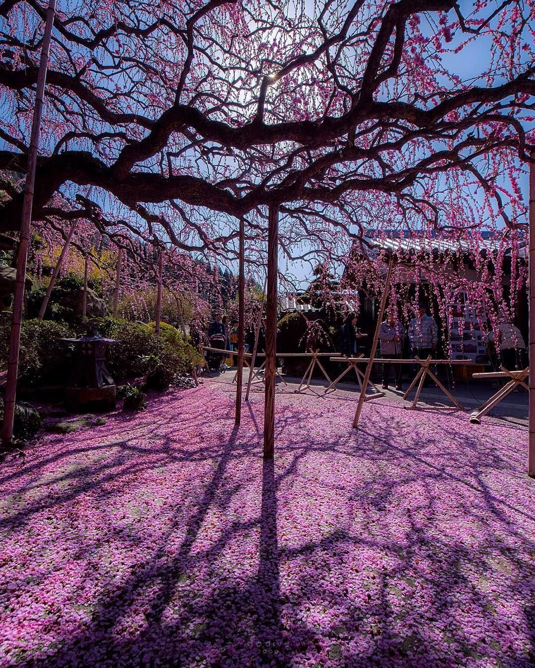 Очень красивые весенние цветы картинки