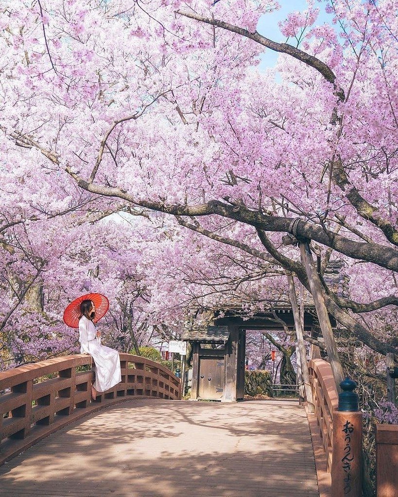 Цветущая Сакура в Японии