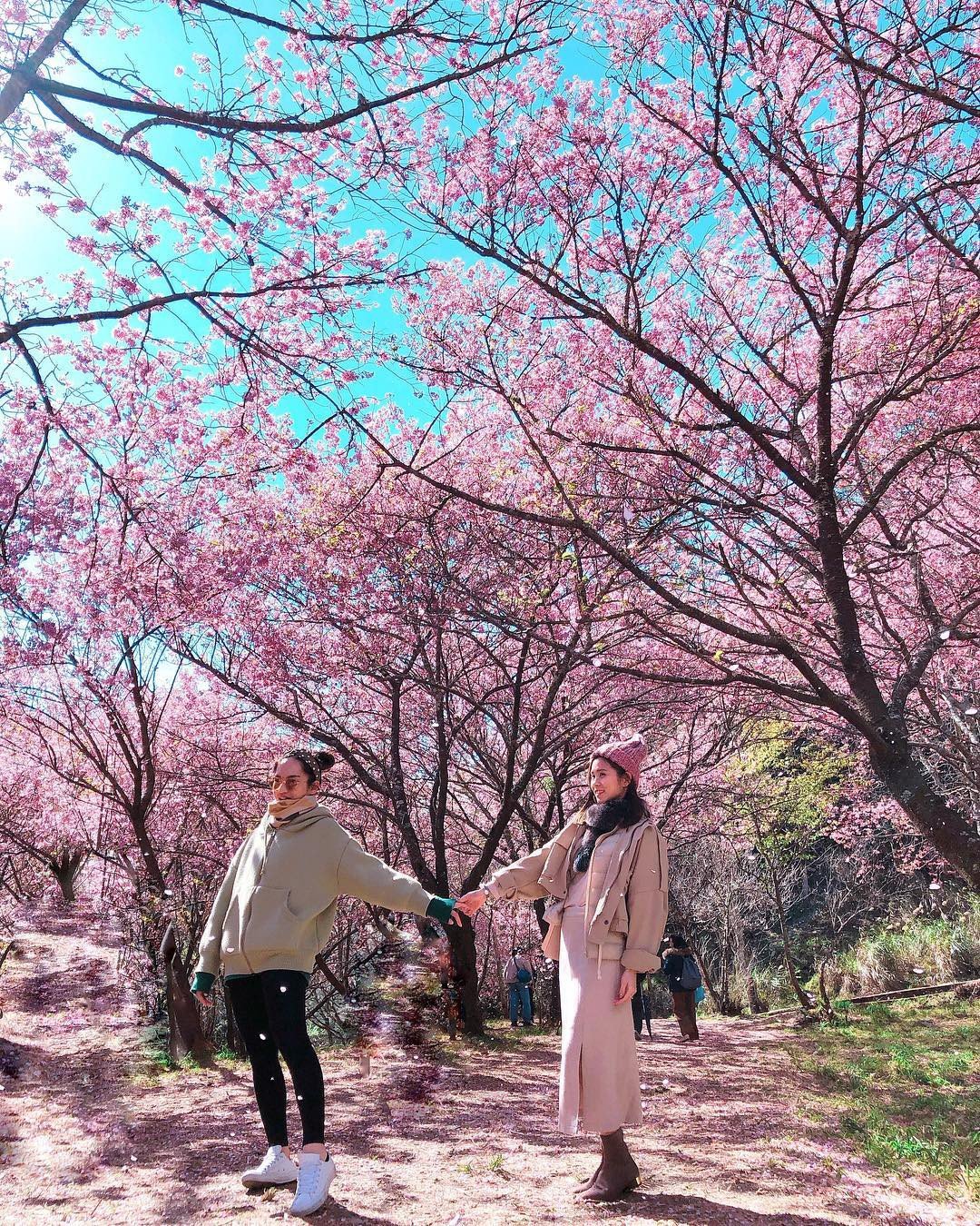 Пару с сакурой