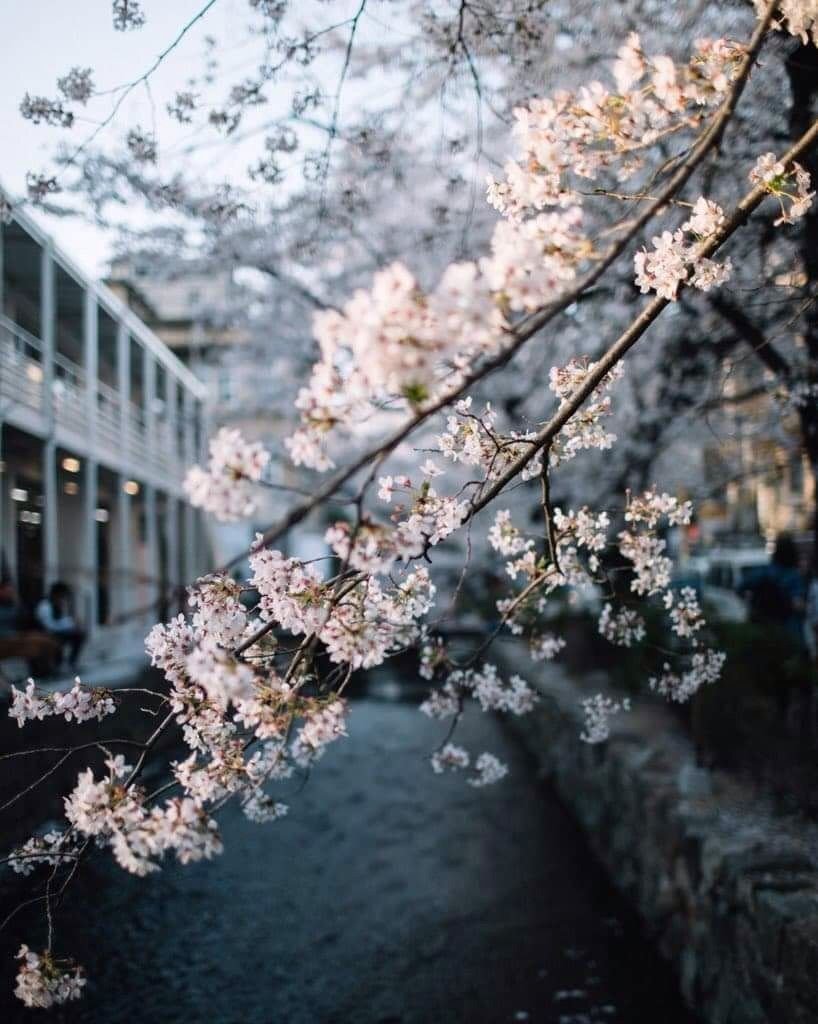 Весна Эстетика