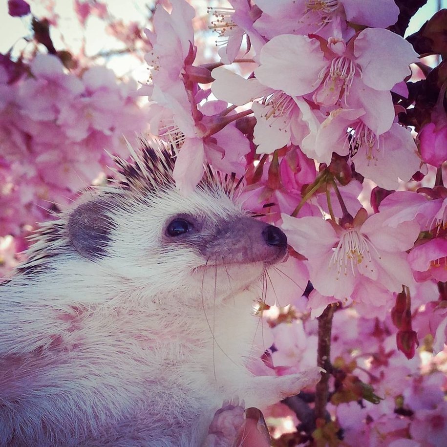 Милые животные весной