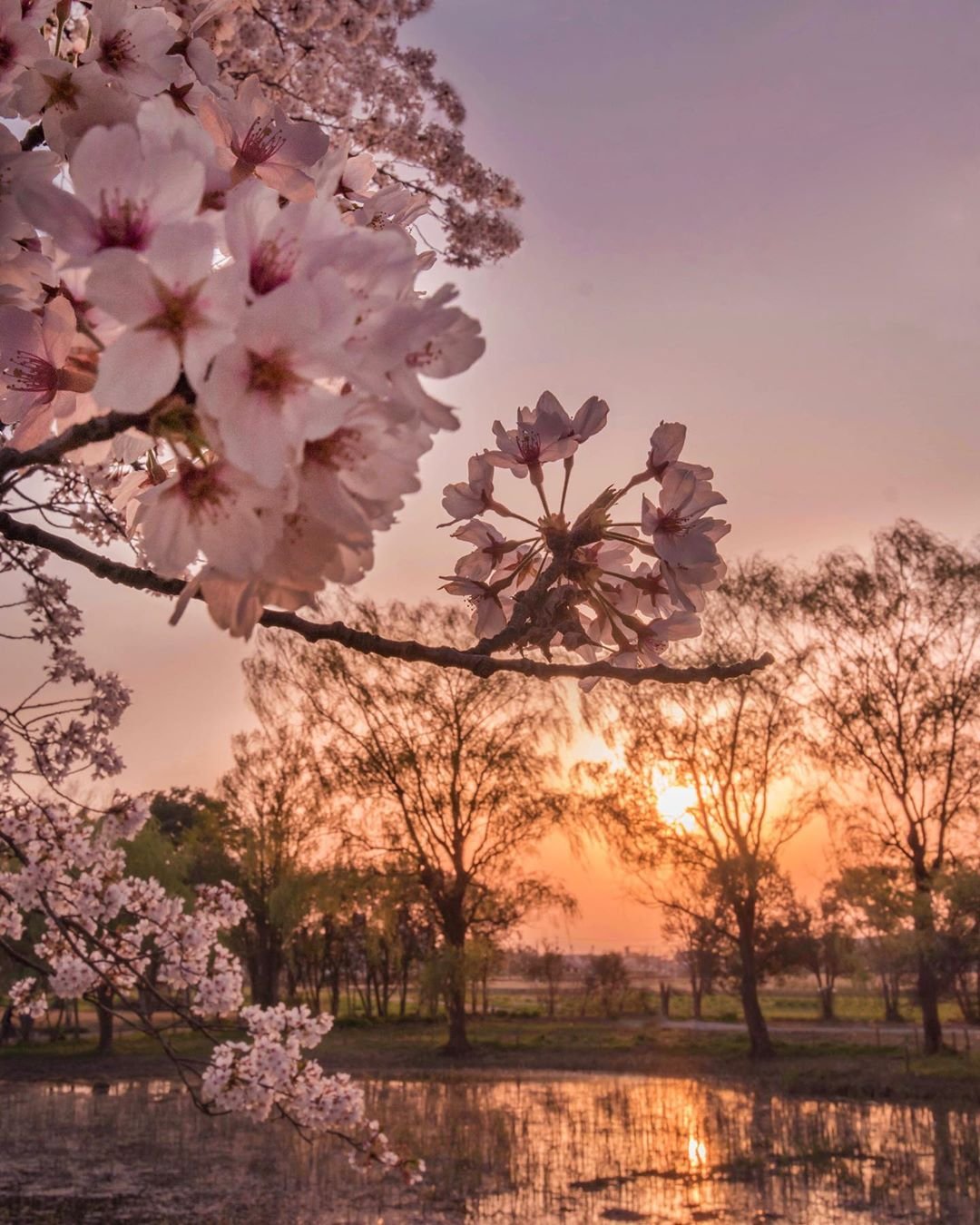 Весенняя Эстетика