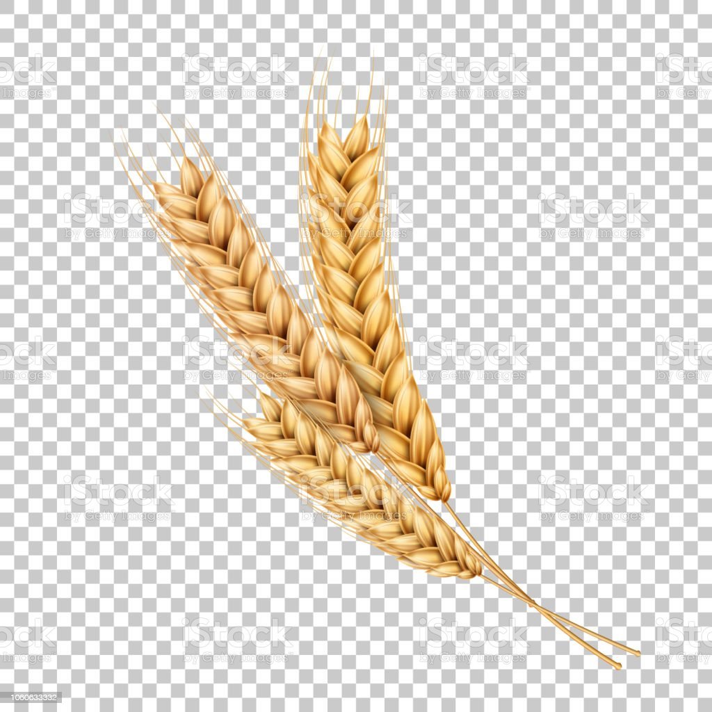 Зёрна и веточки проса на белом фоне